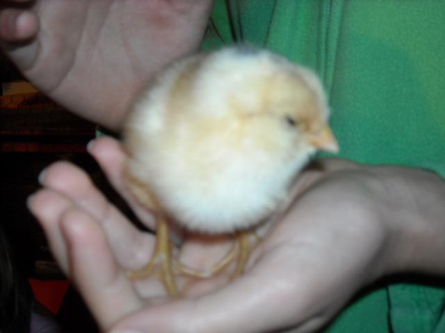 94602_2011chicken_273.jpg
