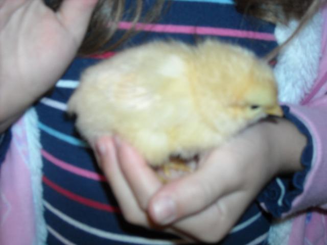 94602_2011chicken_275.jpg