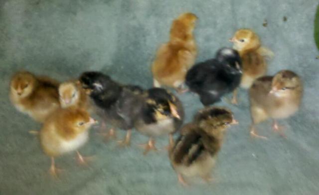 94611_10_newborns1032011.jpg