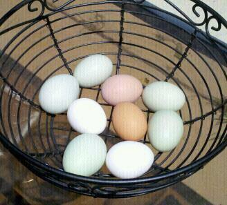 94611_august16eggs.jpg