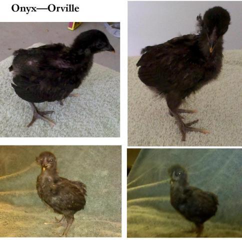 94611_orvilleonyx.jpg