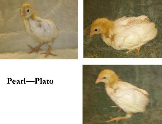 94611_pearlplato.jpg