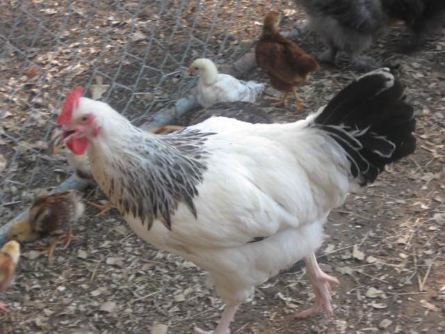 94621_rtf_hatchery_lol_005.jpg