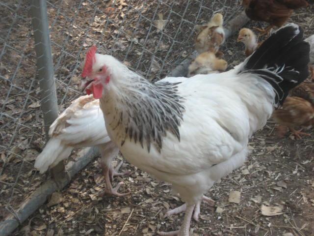 94621_rtf_hatchery_lol_006.jpg