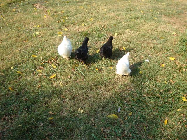 94714_chickens_and_things_004.jpg