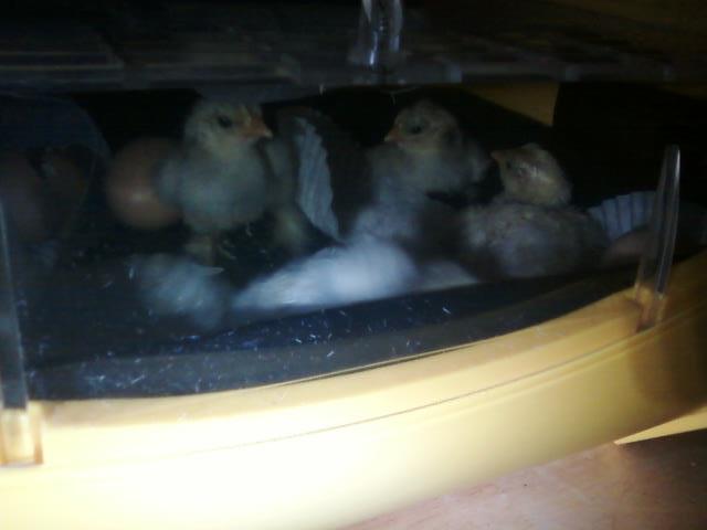 94714_chicks.jpg
