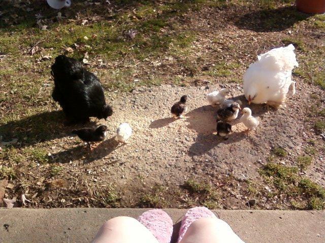 94714_chicksmorning.jpg