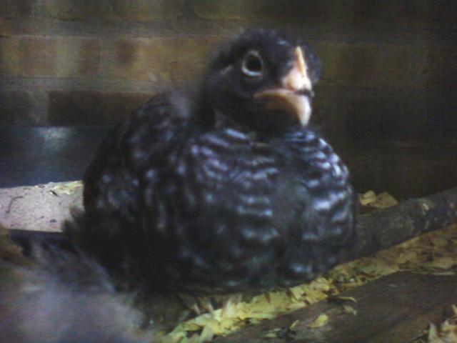 94749_bilbo_on_perch.jpg