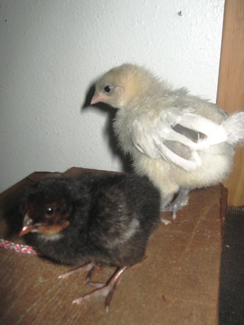 94749_bullet_and_frodo_black_star_and_sil_lace_wyandotte.jpg