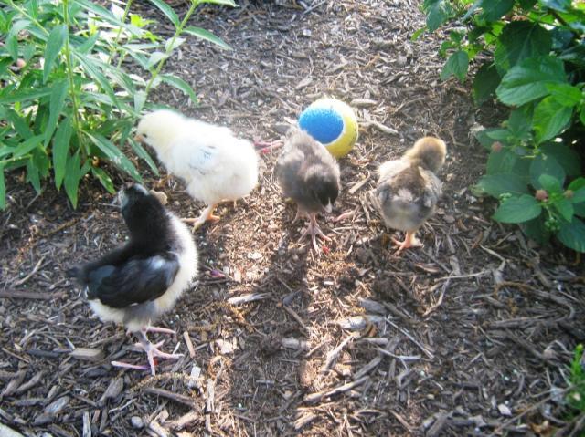 94749_chick_group_with_ball.jpg