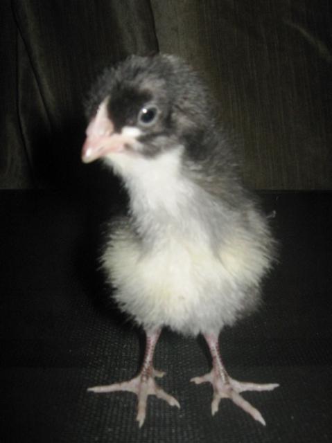 94749_cookie_cuckoo_maran.jpg