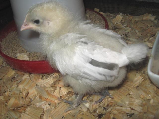 94749_frodo_003.jpg