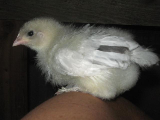 94749_frodo_010.jpg