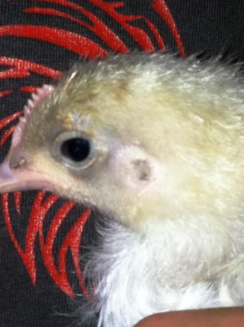 94749_roosterorhen.jpg
