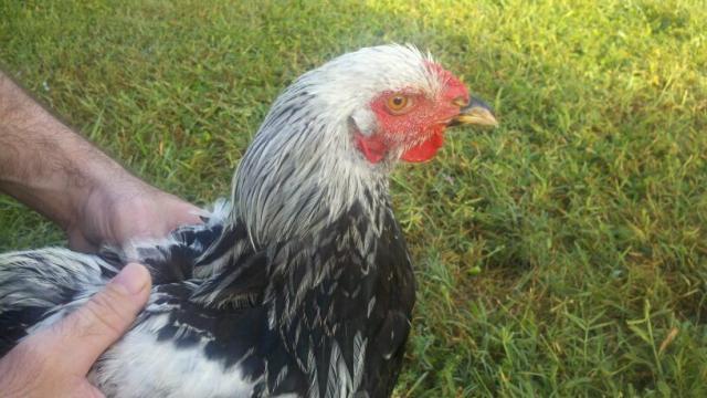 94812_hairyfoot2.jpg
