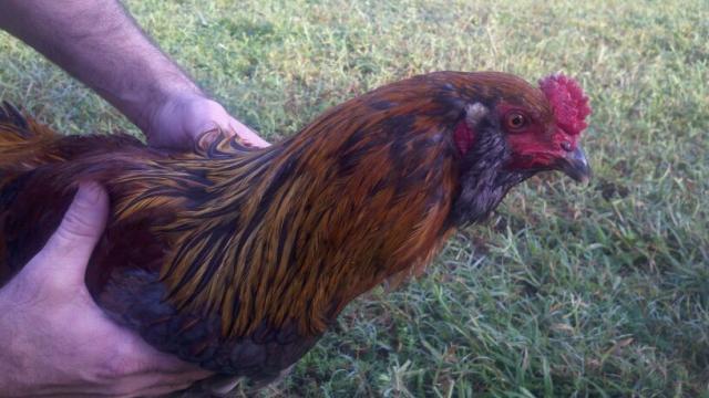 94812_rooster2.jpg