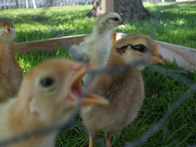 94826_picture_048.jpg