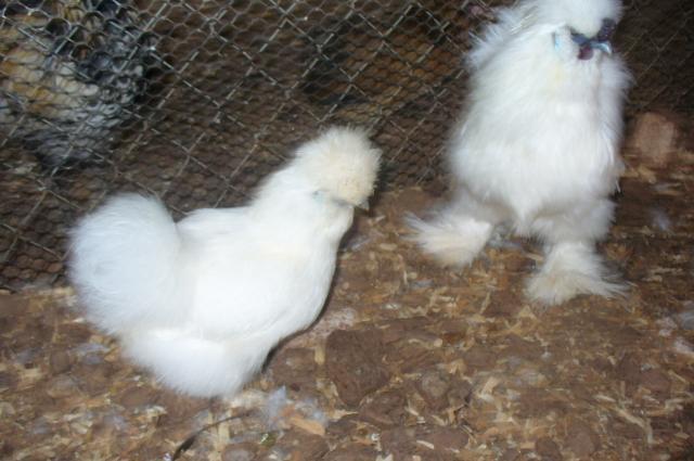 94895_mae_chickens_068.jpg