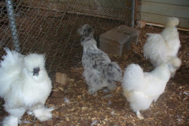 94895_mae_chickens_069.jpg