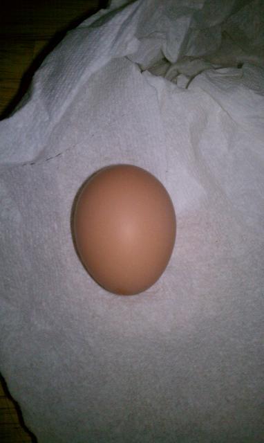 94919_my_first_egg.jpg