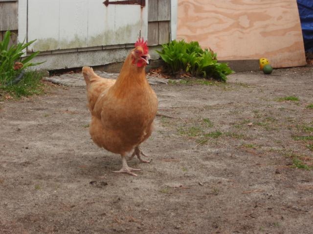 94962_hammys_and_chickens_042.jpg