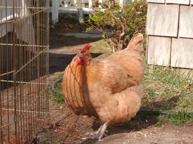 94962_hammys_and_chickens_044.jpg