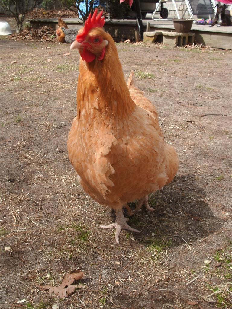 94962_hammys_and_chickens_475.jpg