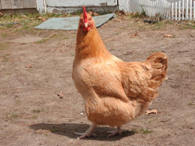 94962_hammys_and_chickens_486.jpg