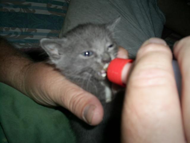 94963_barn_kitty_009.jpg