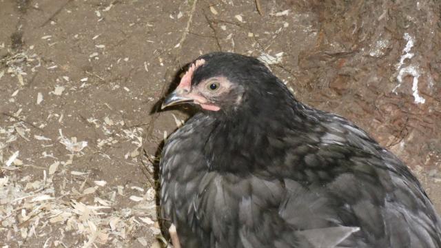 95001_dsc00662.jpg