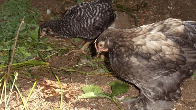 95001_dsc00675.jpg
