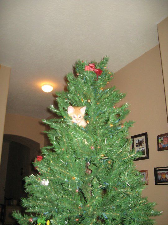 9504_milo_in_tree.jpg