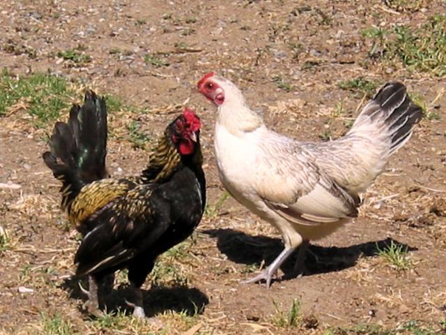95123_shorty_with_hen1-june_2_2011.jpg