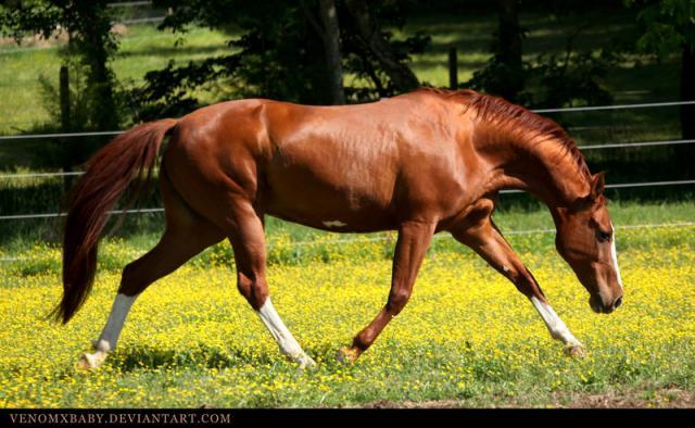 95126_chestnut_akhal_teke_mare_1_by_venomxbaby-d3fdp0r.jpg