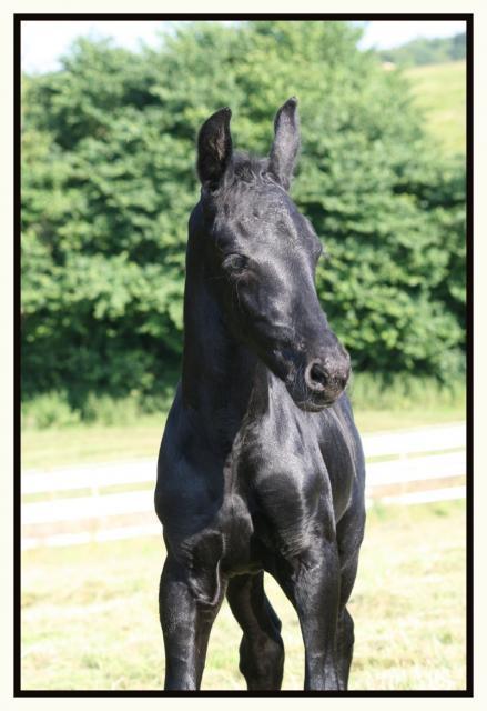 95126_friesian_filly_by_the_other1.jpg