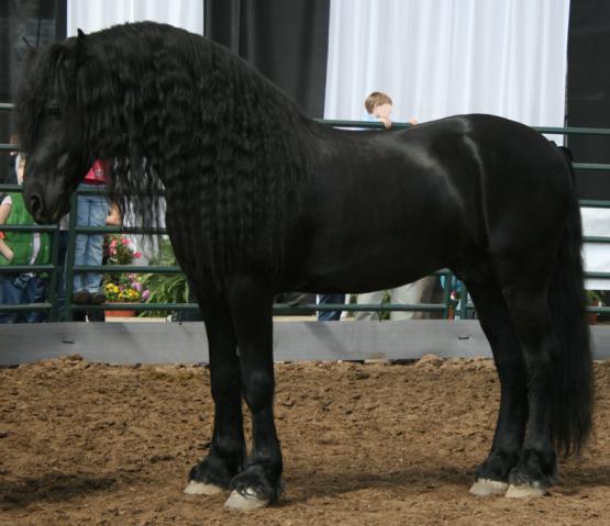 95126_friesian_stallion_by_blackroses830.jpg