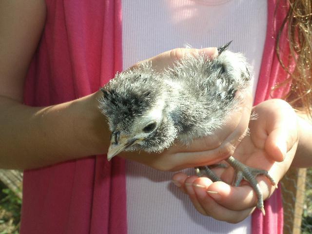 95142_chickens3_003.jpg