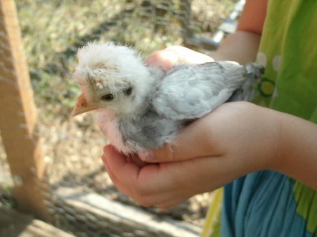 95142_chickens3_005.jpg