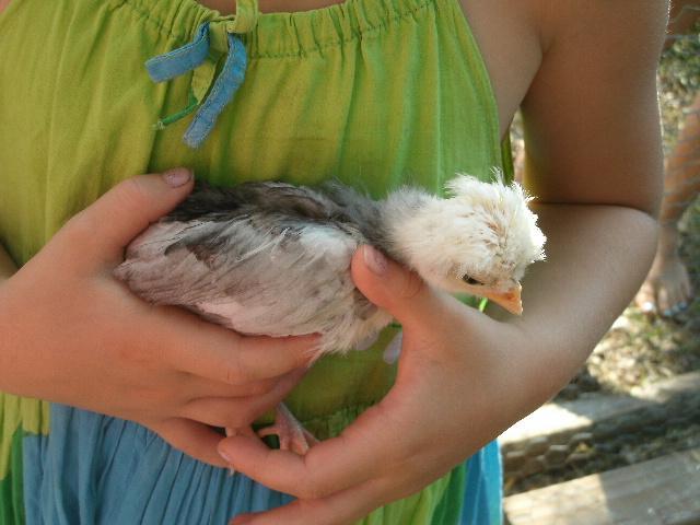 95142_chickens3_006.jpg