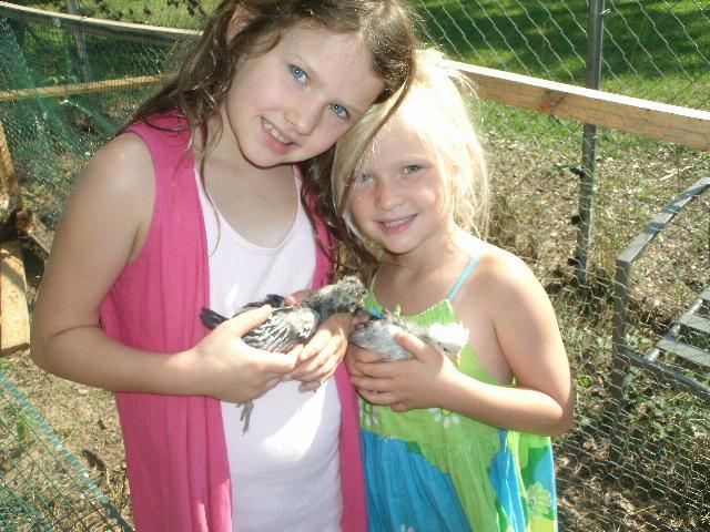 95142_chickens3_009.jpg