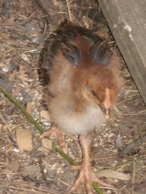95142_chickens3_040.jpg