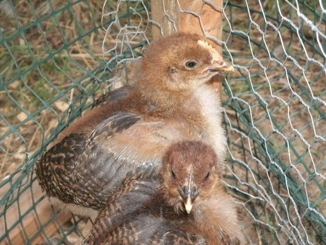 95142_chickens3_045.jpg