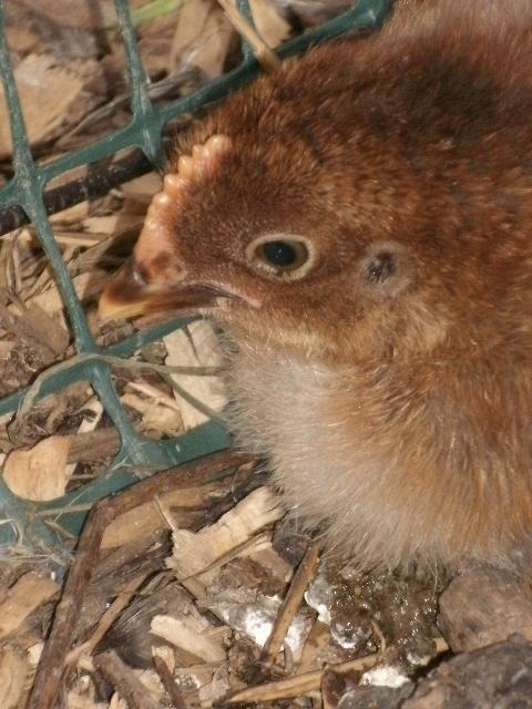 95142_chickens3_048.jpg
