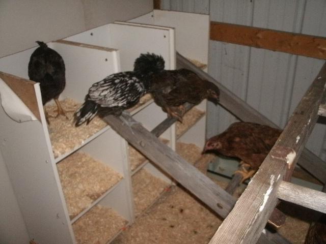 95142_chickens3_092.jpg