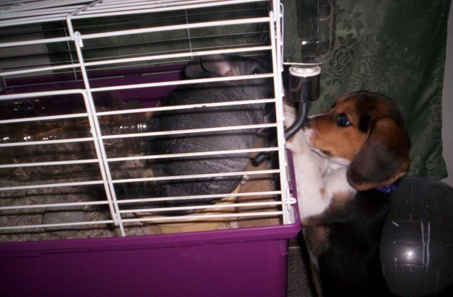 95163_chowder_and_chi_chi.jpg