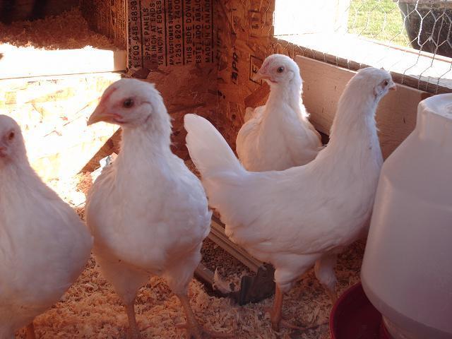 95189_chickens_8.jpg