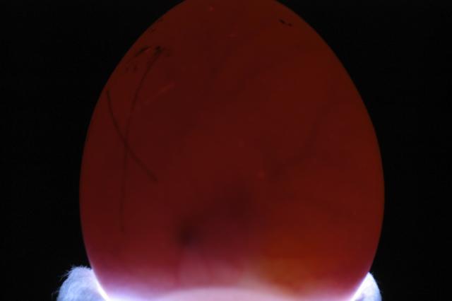 95201_candling_day_6.jpg