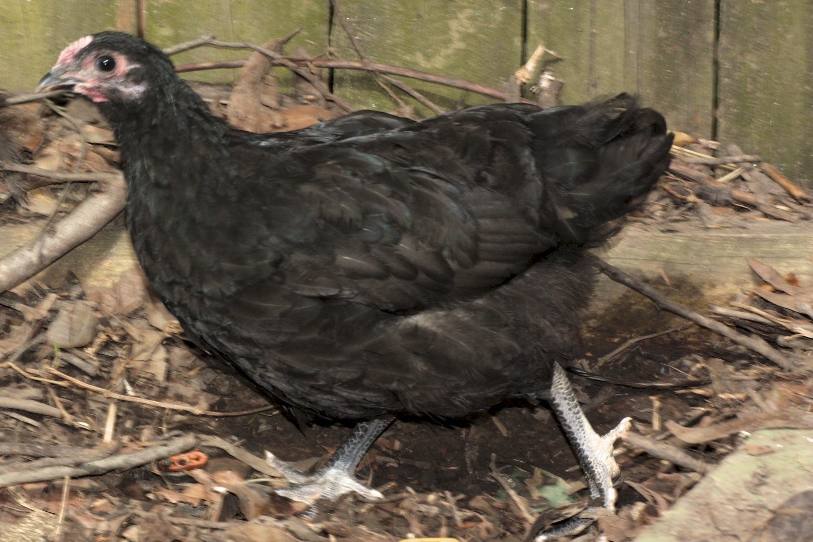 95201_chick_2_v2.jpg