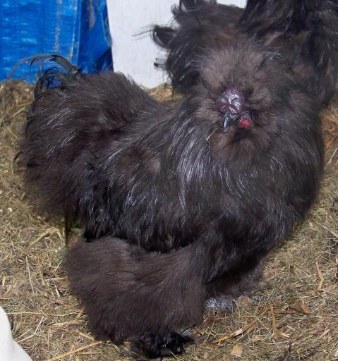 95231_silkies1.jpg