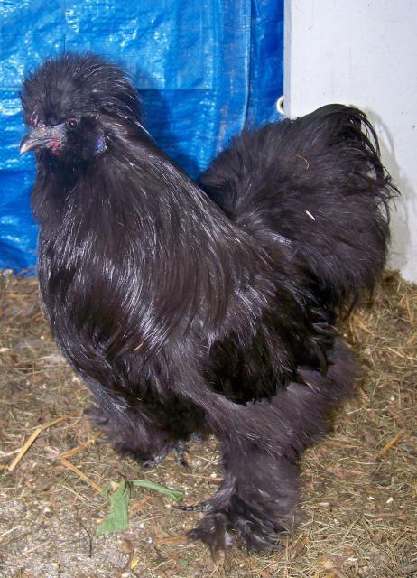 95231_silkies2.jpg